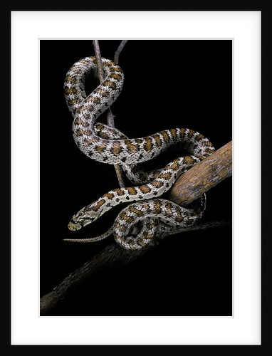 Elaphe situla (leopard snake) by Anonymous