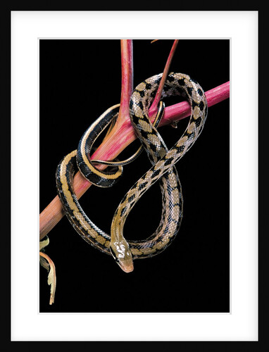 Elaphe taeniura friesi (beauty snake) by Anonymous