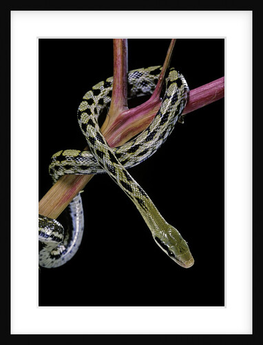 Elaphe taeniura friesi (Taiwan beauty snake) by Anonymous