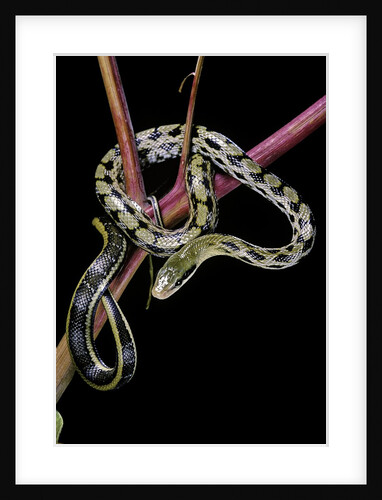 Elaphe taeniura friesi (Taiwan beauty snake) by Anonymous