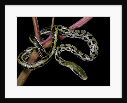 Elaphe taeniura friesi (Taiwan beauty snake) by Anonymous