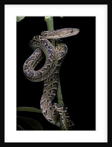 Epicrates angulifer (slender boa, Cuba tree boa) by Anonymous