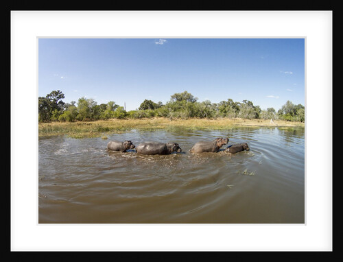 Aerial View of Hippo Pond, Moremi Game Reserve, Botswana by Anonymous