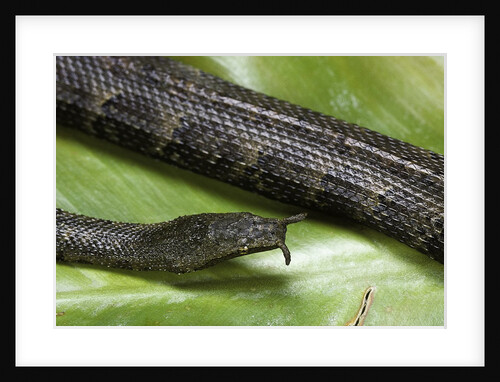 Erpeton tentaculatum (tentacled snake) by Anonymous