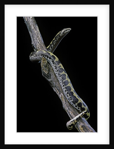 Eryx colubrinus loveridgei (sand boa) by Anonymous
