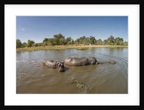 Aerial View of Hippo Pond, Moremi Game Reserve, Botswana by Anonymous
