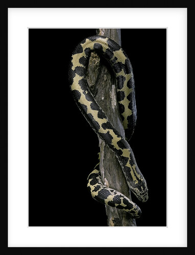 Eryx colubrinus loveridgei (sand boa) by Anonymous
