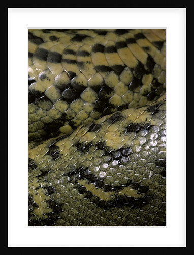 Eunectes murinus (anaconda) by Anonymous