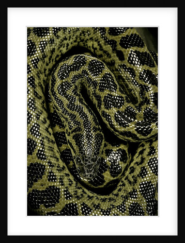Eunectes notaeus (yellow anaconda) by Anonymous