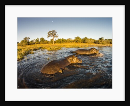 Aerial View of Hippopotamus at Sunset, Moremi Game Reserve, Botswana by Anonymous