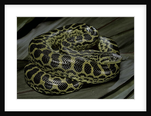 Eunectes notaeus (yellow anaconda) by Anonymous
