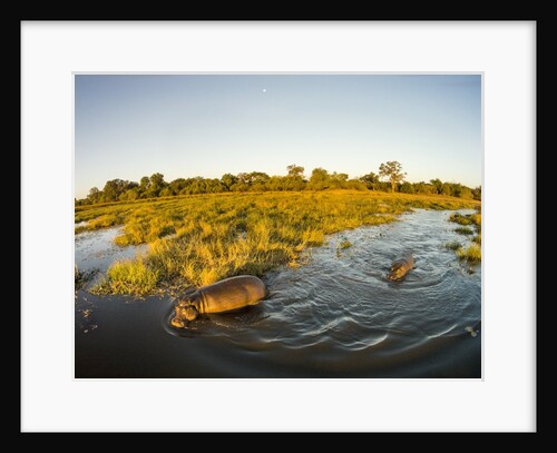 Aerial View of Hippopotamus at Sunset, Moremi Game Reserve, Botswana by Anonymous