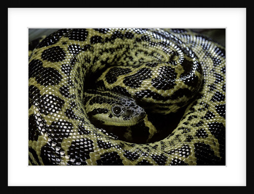 Eunectes notaeus (yellow anaconda) by Anonymous