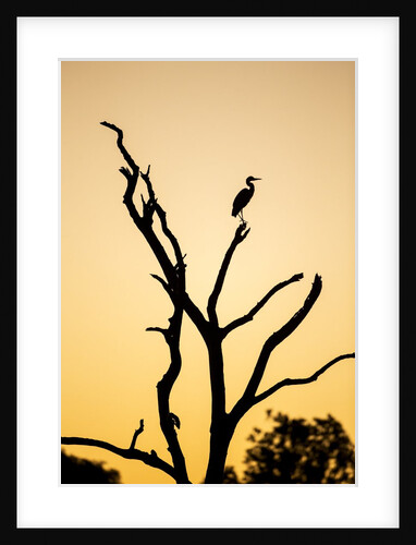 Egret, Savuti Marsh, Chobe National Park, Botswana by Anonymous