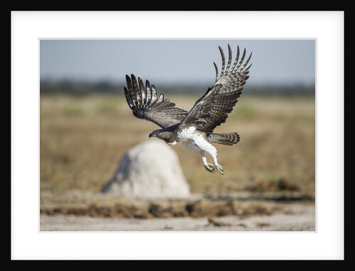 Martial Eagle, Nxai Pan National Park, Botswana by Anonymous