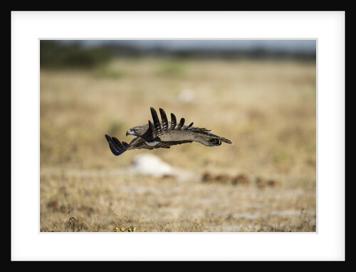Martial Eagle, Nxai Pan National Park, Botswana by Anonymous