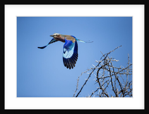 Lilac Breasted Roller, Moremi Game Reserve, Botswana by Anonymous