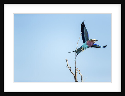 Lilac Breasted Roller, Moremi Game Reserve, Botswana by Anonymous