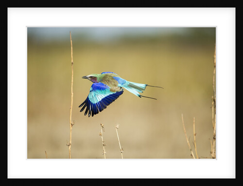 Lilac Breasted Roller, Chobe National Park, Botswana by Anonymous