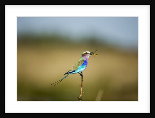 Lilac Breasted Roller, Chobe National Park, Botswana by Anonymous