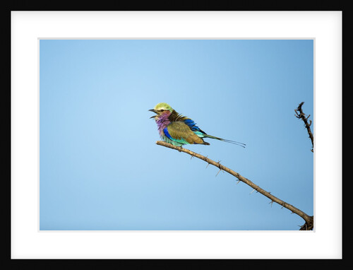 Lilac Breasted Roller, Chobe National Park, Botswana by Anonymous
