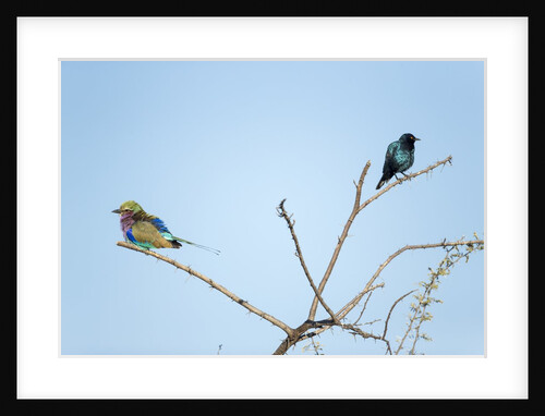 Lilac Breasted Roller and Burchellâ€™s Starling, Botswana by Anonymous