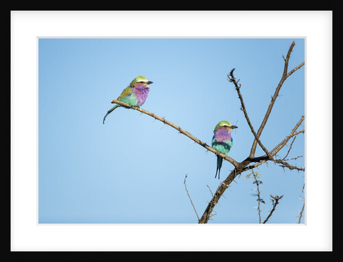 Lilac Breasted Rollers, Chobe National Park, Botswana by Anonymous
