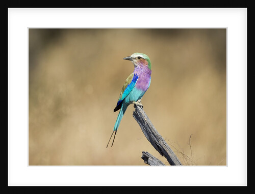 Lilac Breasted Roller, Chobe National Park, Botswana by Anonymous