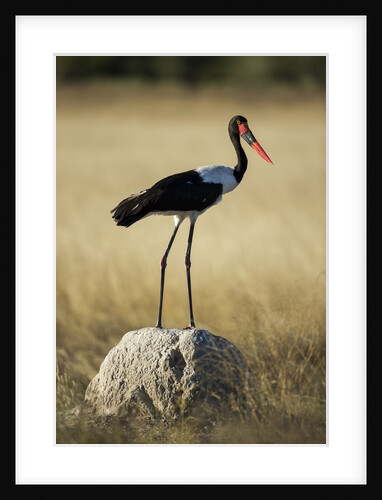 Saddle-Billed Stork , Moremi Game Reserve, Botswana by Anonymous