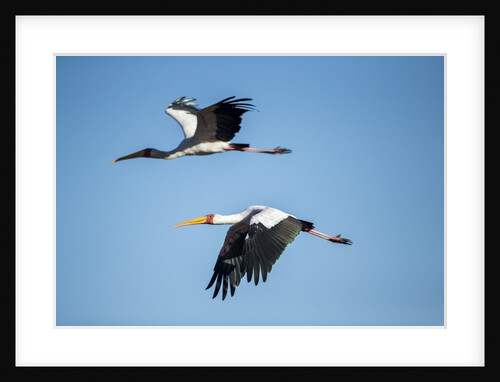 Yellow Billed Storks, Moremi Game Reserve, Botswana by Anonymous