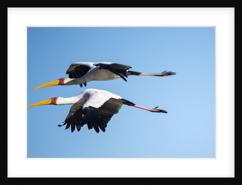 Yellow Billed Storks, Moremi Game Reserve, Botswana by Anonymous