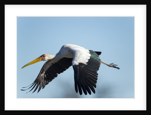 Yellow Billed Stork, Moremi Game Reserve, Botswana by Anonymous