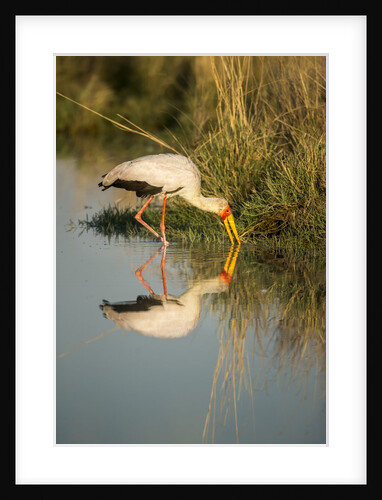 Yellow Billed Stork, Moremi Game Reserve, Botswana by Anonymous