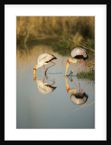 Yellow Billed Storks, Moremi Game Reserve, Botswana by Anonymous