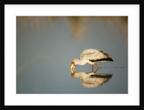 Yellow Billed Stork, Moremi Game Reserve, Botswana by Anonymous