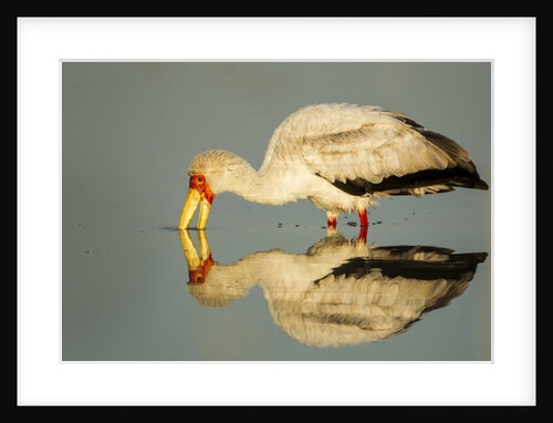 Yellow Billed Stork, Moremi Game Reserve, Botswana by Anonymous