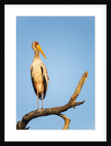 Yellow Billed Stork, Moremi Game Reserve, Botswana by Anonymous