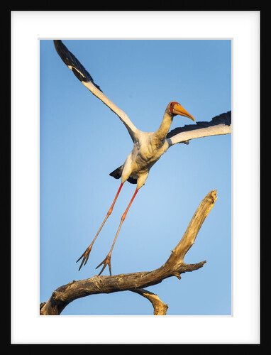 Yellow Billed Stork, Moremi Game Reserve, Botswana by Anonymous
