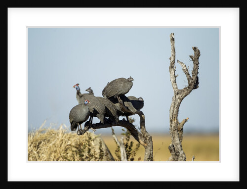 Helmeted Guineafowl, Chobe National Park, Botswana by Anonymous