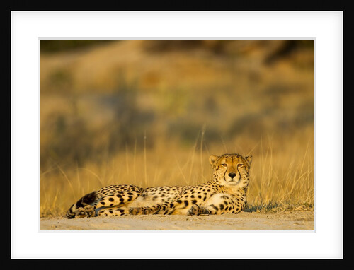 Cheetah, Moremi Game Reserve, Botswana by Anonymous