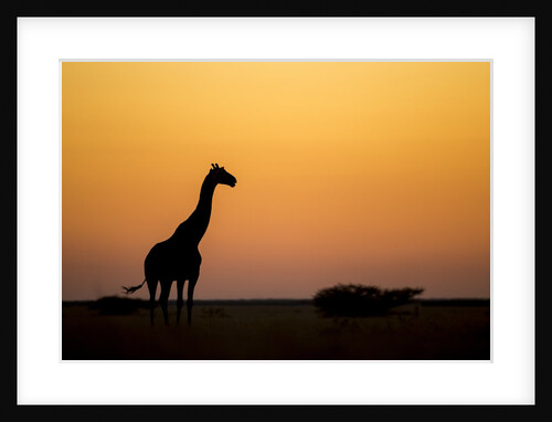 Giraffe, Nxai Pan National Park, Botswana by Anonymous