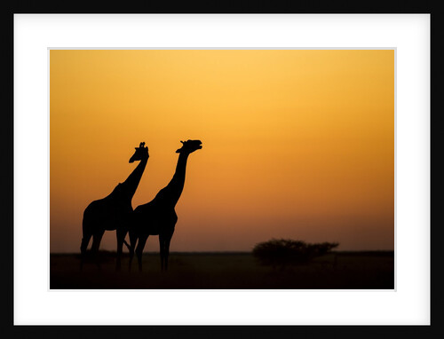 Giraffes, Nxai Pan National Park, Botswana by Anonymous