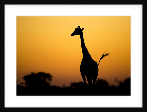 Giraffe, Nxai Pan National Park, Botswana by Anonymous
