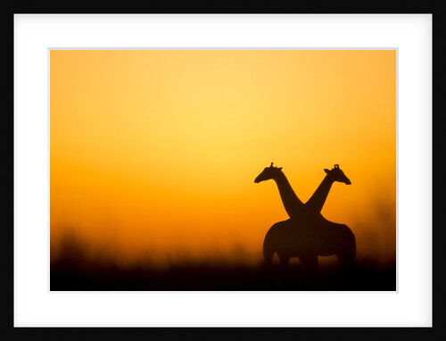 Giraffes, Nxai Pan National Park, Botswana by Anonymous