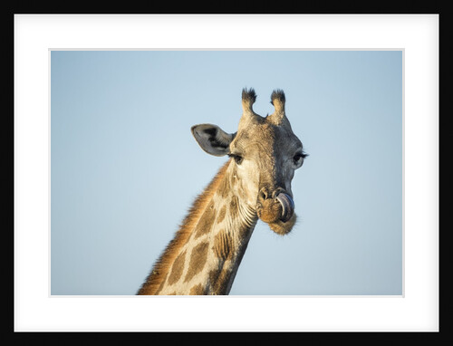 Giraffe, Moremi Game Reserve, Botswana by Anonymous