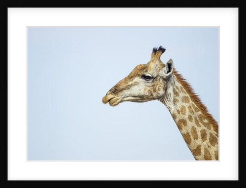 Giraffe, Moremi Game Reserve, Botswana by Anonymous