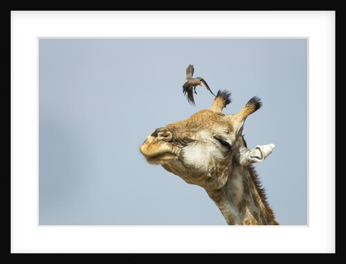 Giraffe and Pesky Bird, Moremi Game Reserve, Botswana by Anonymous