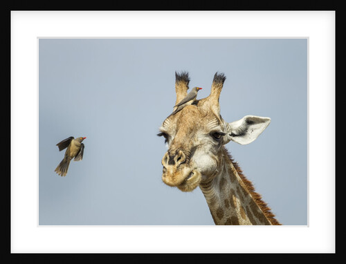 Giraffe and Red-Billed Oxpeckers, Moremi Game Reserve, Botswana by Anonymous