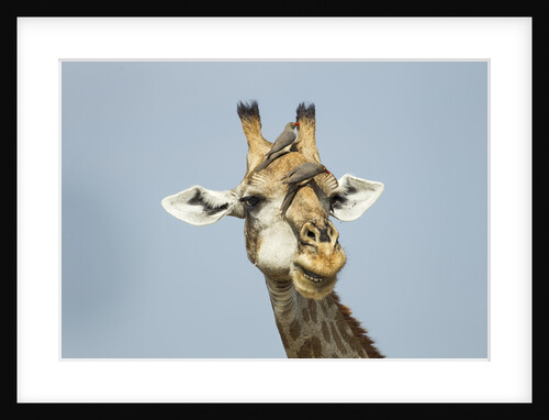 Giraffe and Red-Billed Oxpeckers, Moremi Game Reserve, Botswana by Anonymous