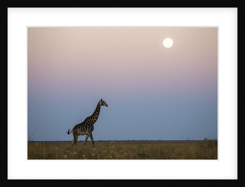Giraffe and Moonrise, Chobe National Park, Botswana by Anonymous
